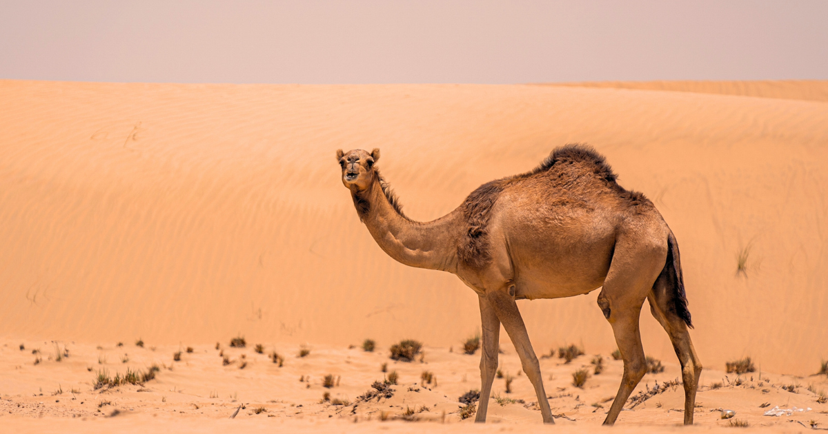 Camel-1.png