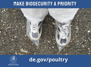 person with plastic disposable booties over sneakers and white Tyvek suit. Words say: Make biosecurity a priority, de.gov/poultry