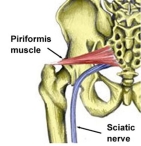 piriformis800